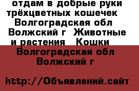 отдам в добрые руки трёхцветных кошечек  - Волгоградская обл., Волжский г. Животные и растения » Кошки   . Волгоградская обл.,Волжский г.